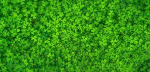 Vibrant overhead image of fresh green clover leaves, symbolizing luck and nature.